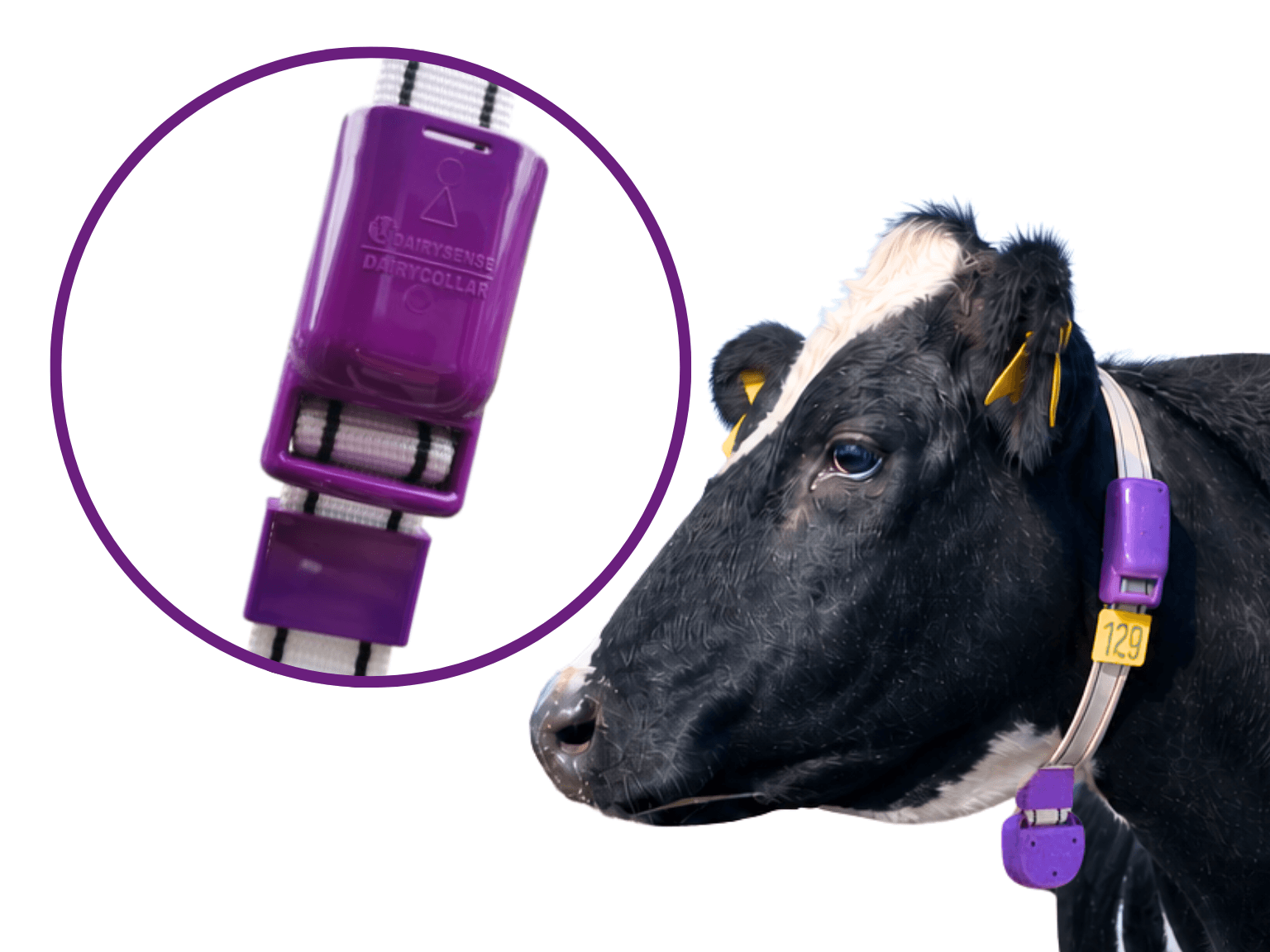 Dairycollar Akıllı Tasma